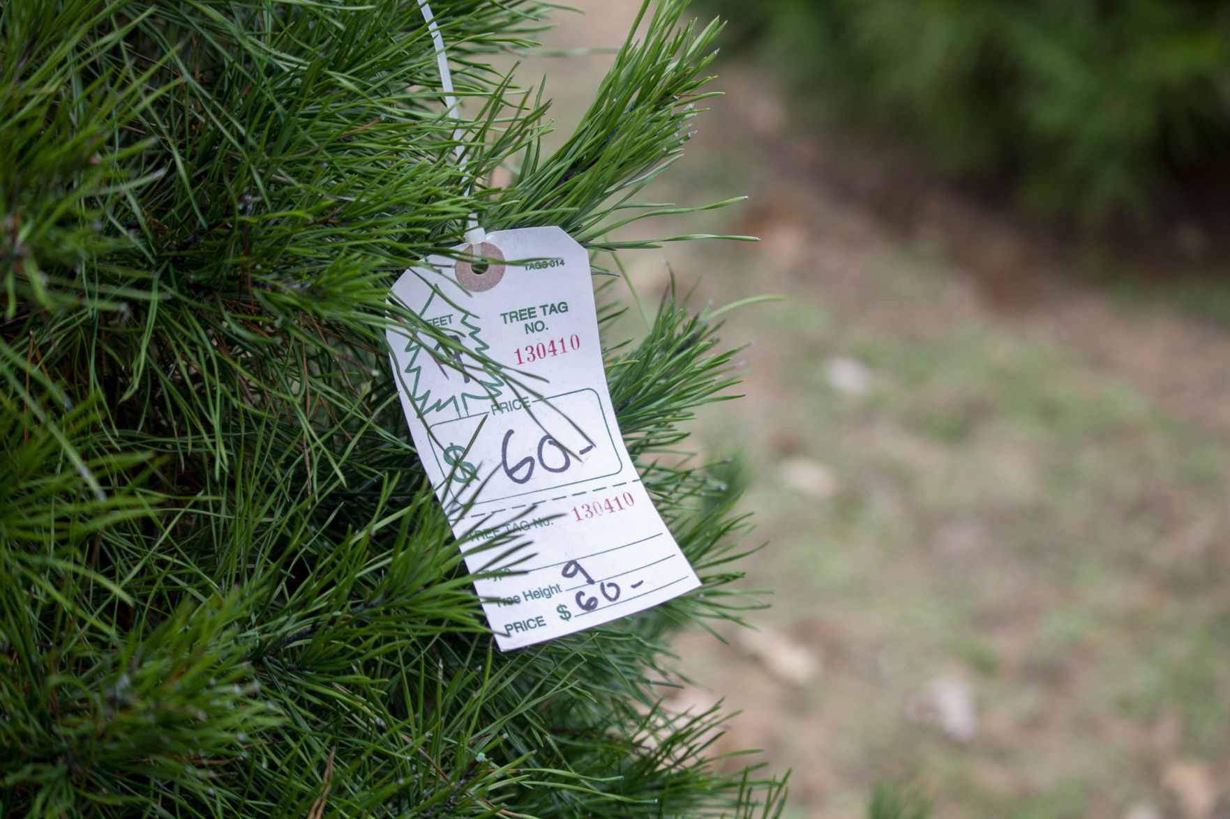Danville Farms Christmas Trees 4.jpg